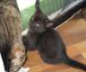 Maine-Coon Babys